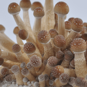 Golden Teacher Spore Syringe /Microscopy KitGolden Teacher
