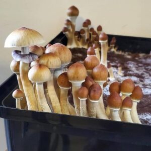 Buy Mckennaii Magic Mushrooms Online